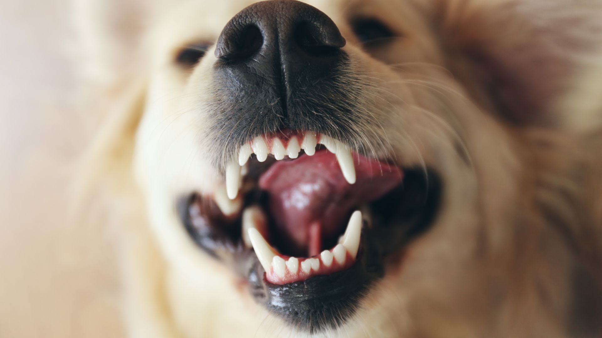 tannhelse hund
